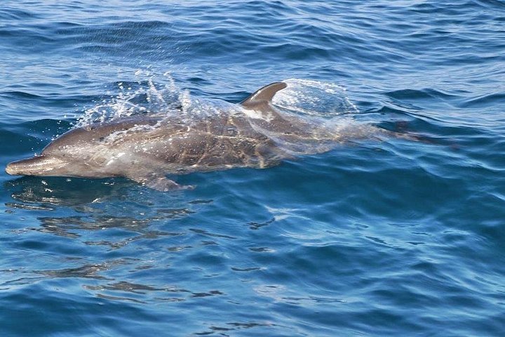 Soluppgång och delfinskådning i Puerto Escondido!