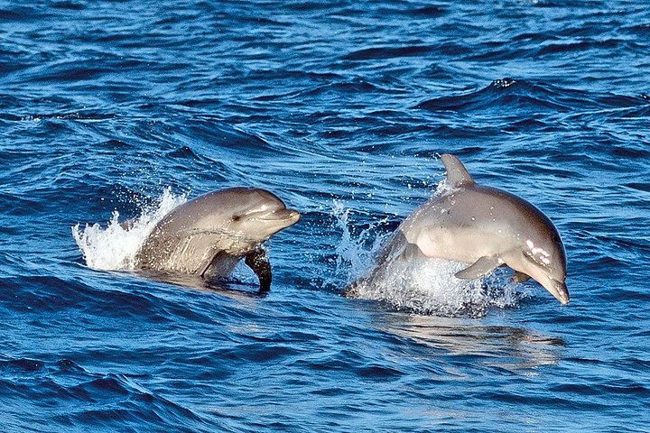 Soluppgång och delfinskådning i Puerto Escondido!