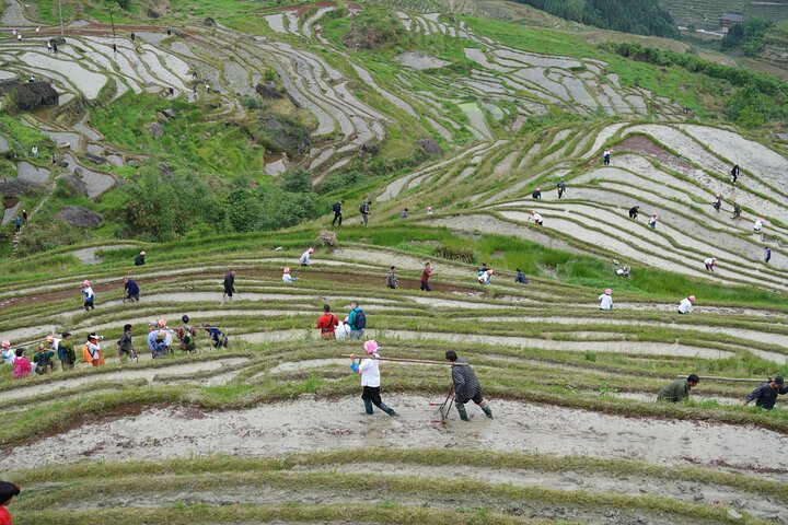 Private Tour-Yangshuo Seven Fairies Peak tea plantation and Xianggong hill