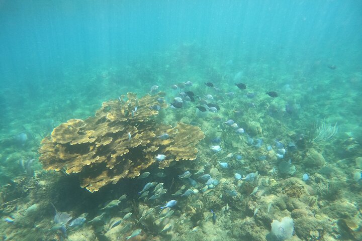 Aventura de mergulho com snorkel em recifes de coral com fotos e vídeos