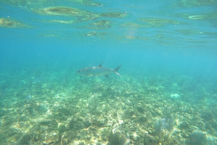 Aventura de mergulho com snorkel em recifes de coral com fotos e vídeos