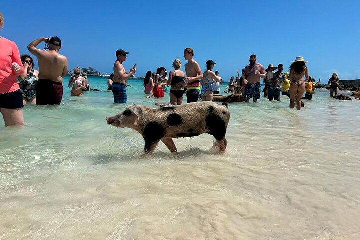 Nassau 3-stops: Snorkeling, Swimming Pigs, Turtles & Lunch