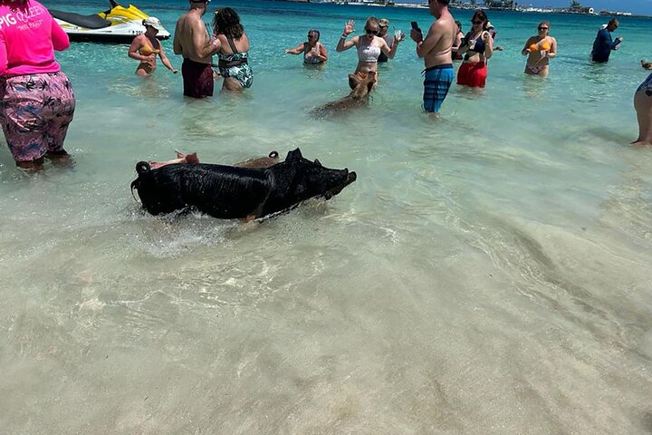 Nassau 3-stops: Snorkeling, Swimming Pigs, Turtles & Lunch