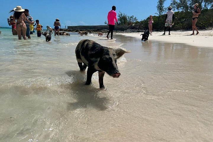 Nassau 3-stops: Snorkeling, Swimming Pigs, Turtles & Lunch
