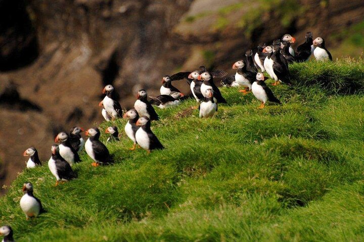 Eyjascooter Puffin Tour in IJsland