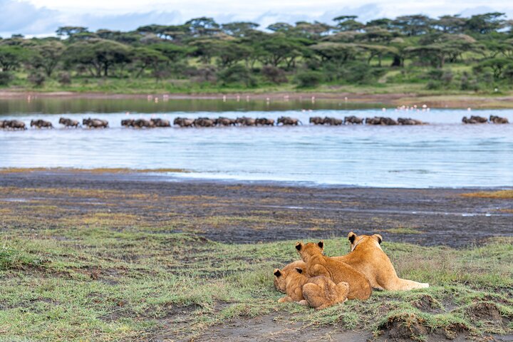 Da Arusha: 11 Giorni famoso Serengeti Inside out safari viaggio