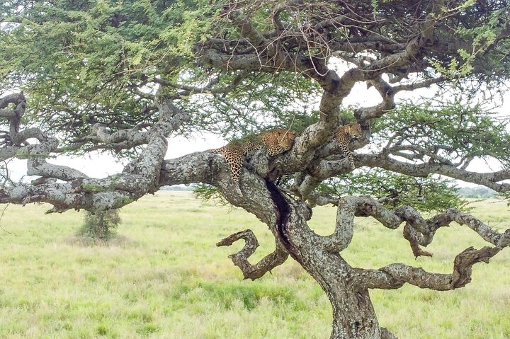 Da Arusha: 11 Giorni famoso Serengeti Inside out safari viaggio