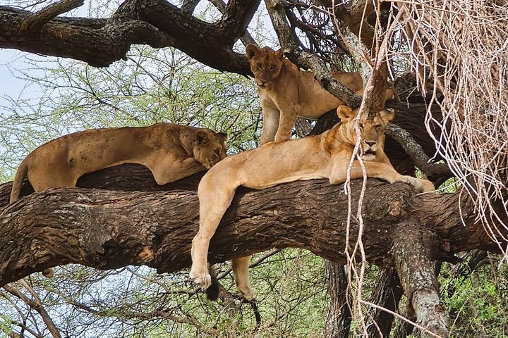 Da Arusha: 11 Giorni famoso Serengeti Inside out safari viaggio