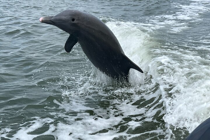 Halvdags avskalling Dolphin Eco Tour i 10 000 Island og Marco