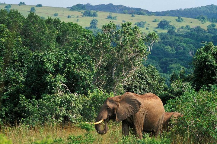 Ganztägiger Isimangaliso Wetlands Park – Krokodile, Nilpferde und Wild in Durban