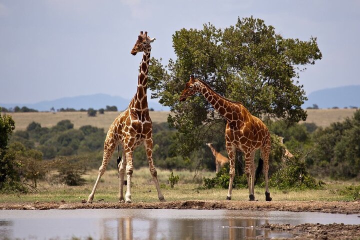 Ganztägiger Isimangaliso Wetlands Park – Krokodile, Nilpferde und Wild in Durban