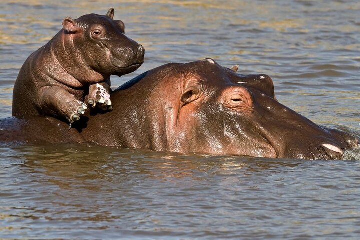 Ganztägiger Isimangaliso Wetlands Park – Krokodile, Nilpferde und Wild in Durban
