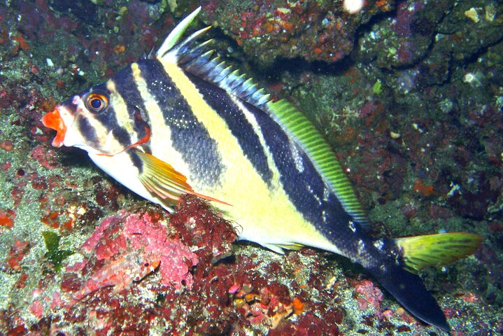 Genießen Sie Tauchen in Izu Entdecken Sie Tauchen für Nichttaucher