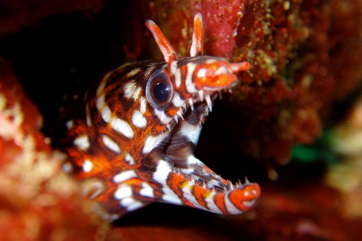 Genießen Sie Tauchen in Izu Entdecken Sie Tauchen für Nichttaucher