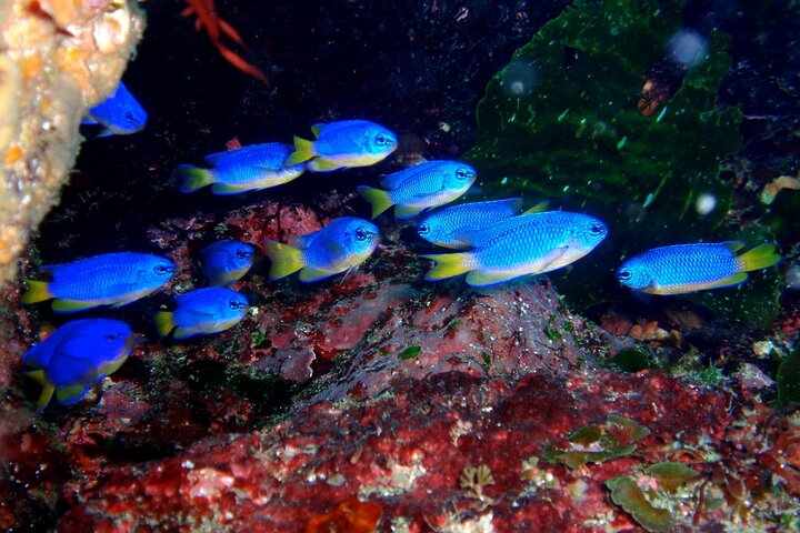 Genießen Sie Tauchen in Izu Entdecken Sie Tauchen für Nichttaucher