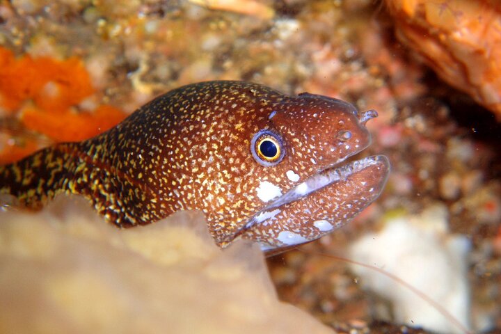 Genießen Sie Tauchen in Izu Entdecken Sie Tauchen für Nichttaucher