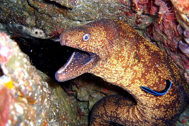 Genießen Sie Tauchen in Izu Entdecken Sie Tauchen für Nichttaucher