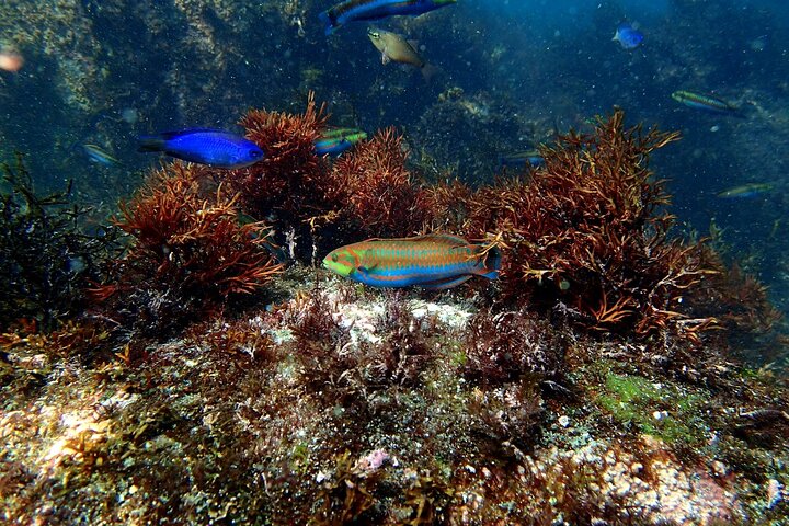 Genießen Sie Tauchen in Izu Entdecken Sie Tauchen für Nichttaucher