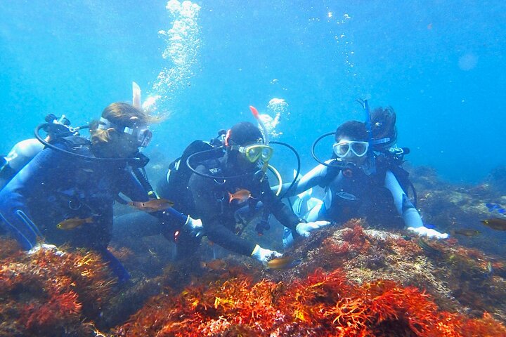 Genießen Sie Tauchen in Izu Entdecken Sie Tauchen für Nichttaucher