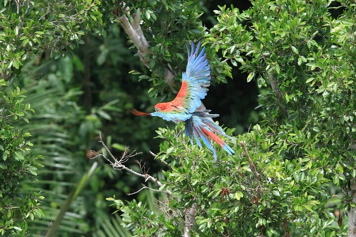 Tour de 4 días por Amazonía: Pampas de Madidi y Yacuma desde Rurrenabaque
