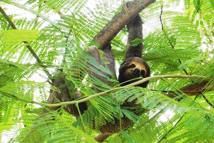 Tour de 4 días por Amazonía: Pampas de Madidi y Yacuma desde Rurrenabaque