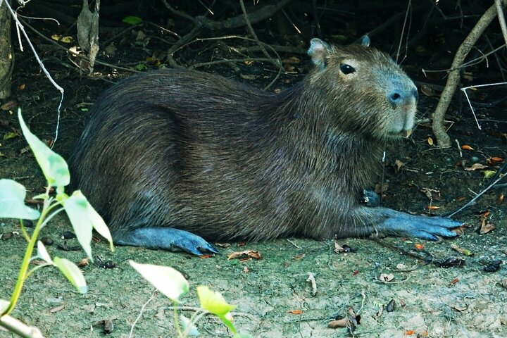 Tour de 4 días por Amazonía: Pampas de Madidi y Yacuma desde Rurrenabaque