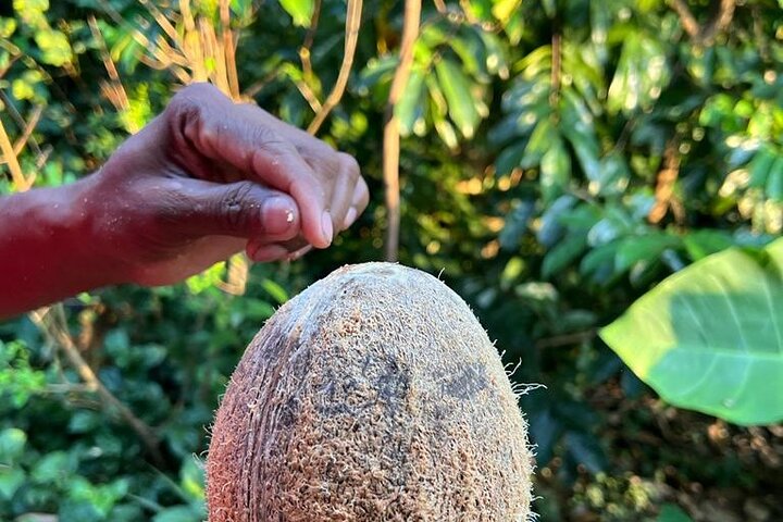 Culinária orgânica classe sigiriya (kumara & família)
