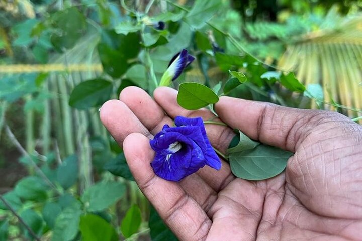 Culinária orgânica classe sigiriya (kumara & família)