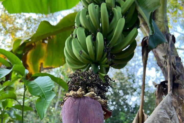 Culinária orgânica classe sigiriya (kumara & família)