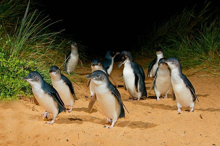 Phillip Island: Golden Hour Penguin Express Tour med Island Pickup