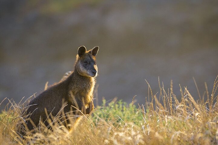 Phillip Island: Golden Hour Penguin Express Tour med Island Pickup