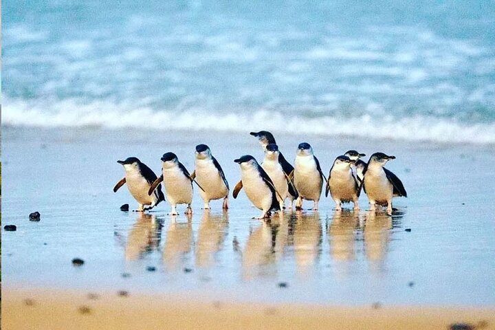 Phillip Island: Golden Hour Penguin Express Tour med Island Pickup