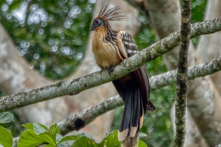 Aventura en la selva de 3 días desde / hacia Tena - Región amazónica de Napo