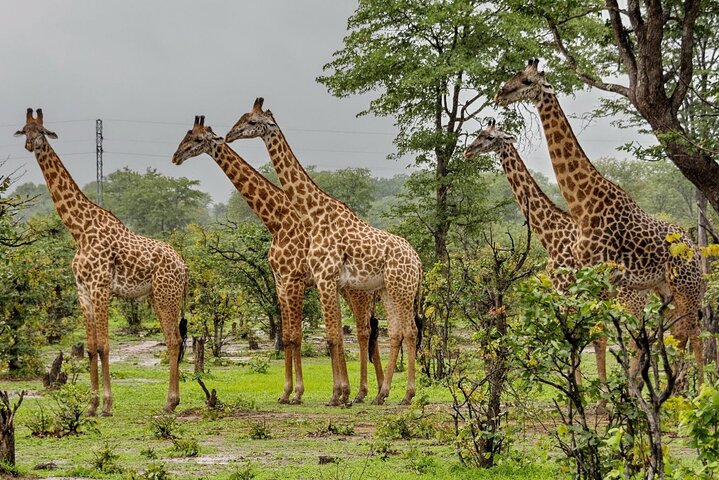 Hluhluwe Imfolozi Big 5 Game Reserve tur fra Durban