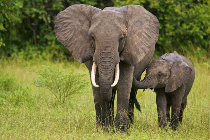 Tala Game Reserve og Natal Park Halvdagstur fra Durban
