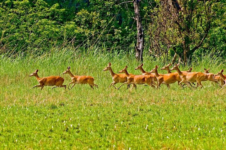 3-Day Chitwan National Park Jungle Safari Tour Package with Pick Up
