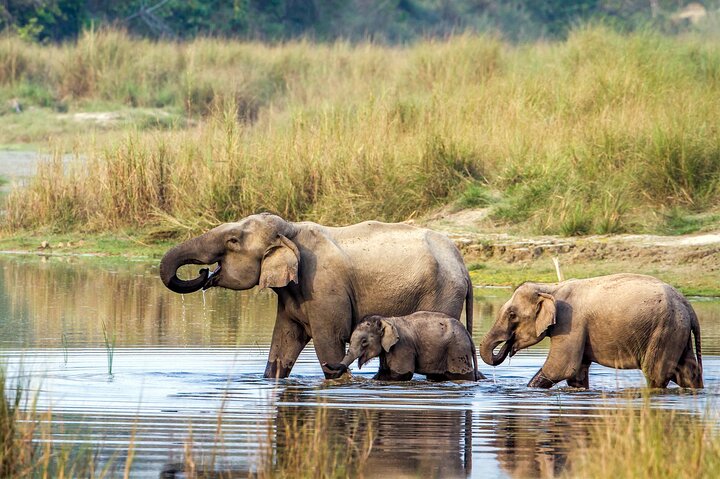 Halve dag Jeep Safari delen in Chitwan National Park