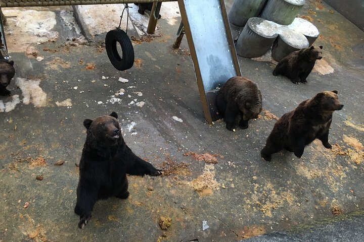 Inträdesbiljett till Noboribetsu Bear Park | Hokkaido