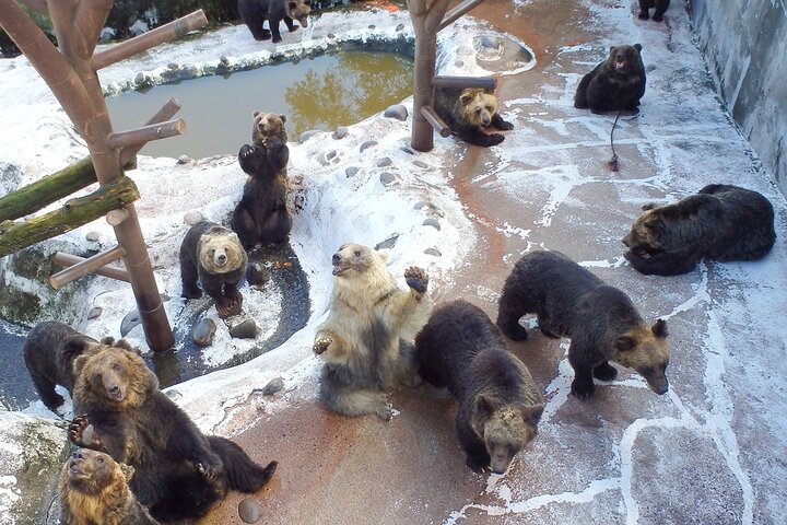 Inträdesbiljett till Noboribetsu Bear Park | Hokkaido