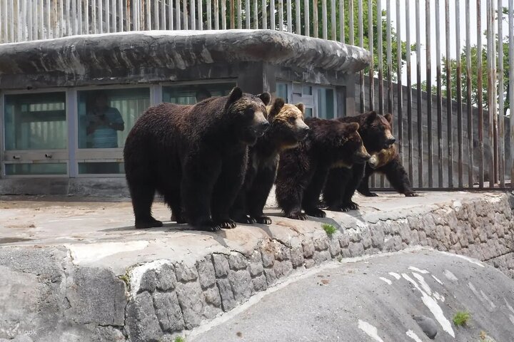 Inträdesbiljett till Noboribetsu Bear Park | Hokkaido