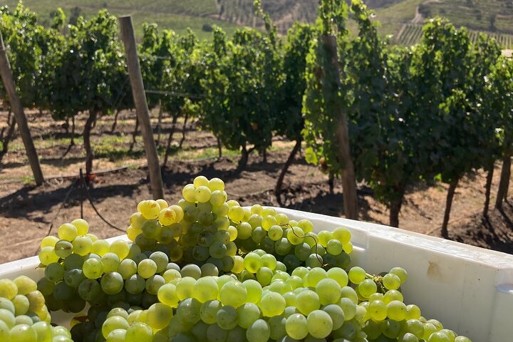 Hotéis perto de Private San Antonio Port and Chocalan Winery with Transfer Hotel