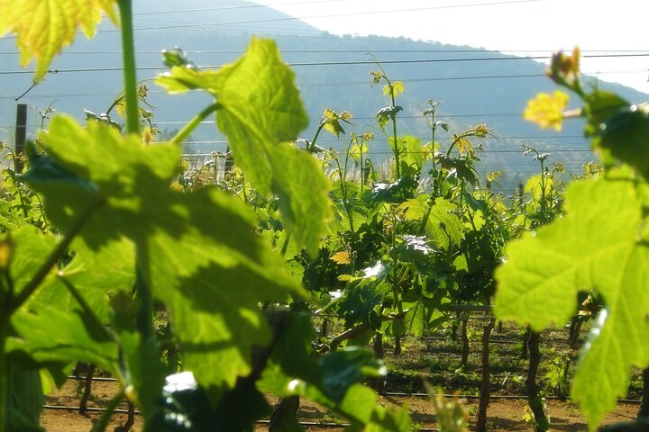 Hotéis perto de Private San Antonio Port and Chocalan Winery with Transfer Hotel