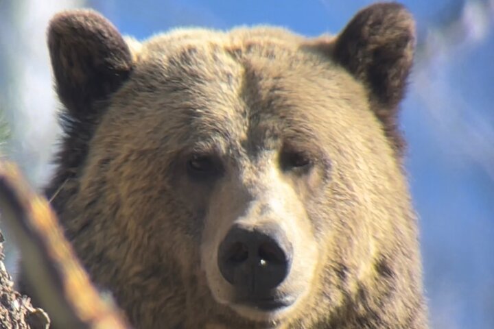 Visite privée de Yellowstone : sites emblématiques, faune, randonnées familiales + déjeuner