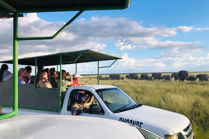 Safari no parque nacional de Etosha com guias profissionais nascidos em Etosha.