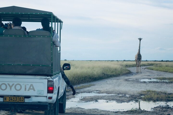 Safari no parque nacional de Etosha com guias profissionais nascidos em Etosha.