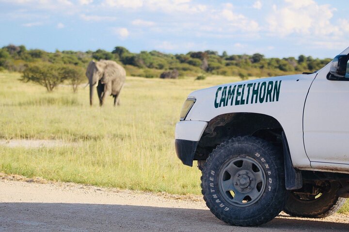 Safari no parque nacional de Etosha com guias profissionais nascidos em Etosha.
