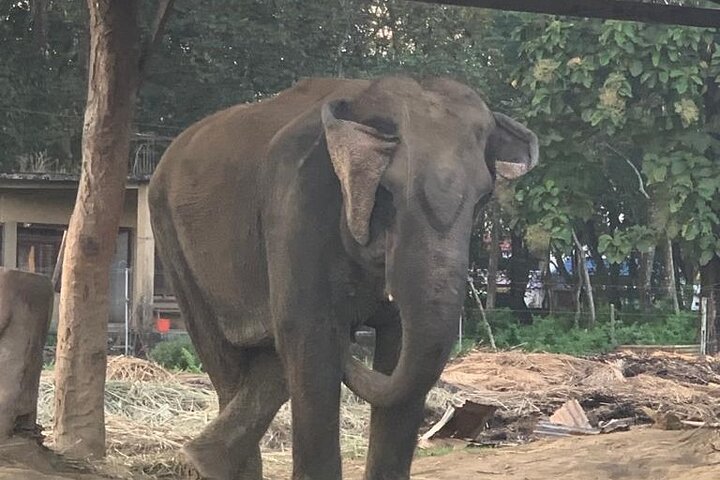 3 - Dag Chitwan Jungle Safari fra Kathmandu – All Inclusive Tour