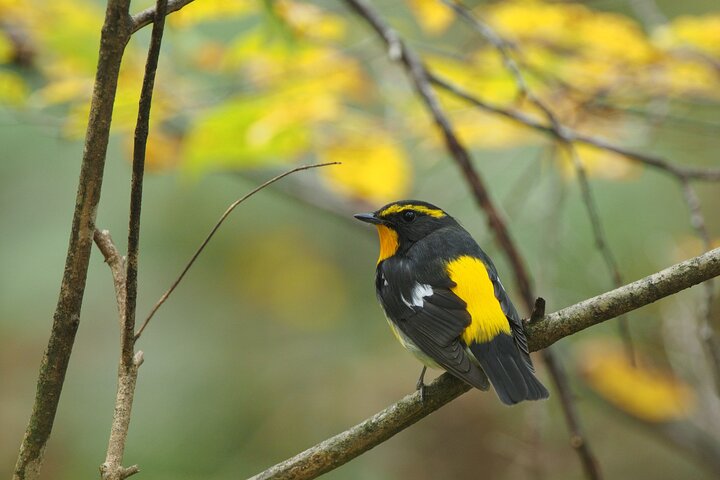 Wild Bird Sanctuary Forest guidet tur i Nagano