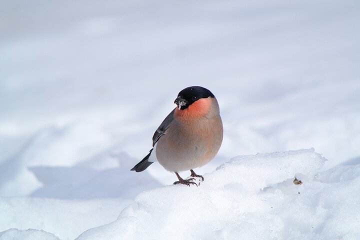 Wild Bird Sanctuary Forest guidet tur i Nagano