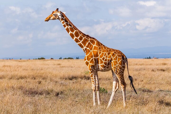 Tala Game Reserve og Natal Park Halvdagstur fra Durban